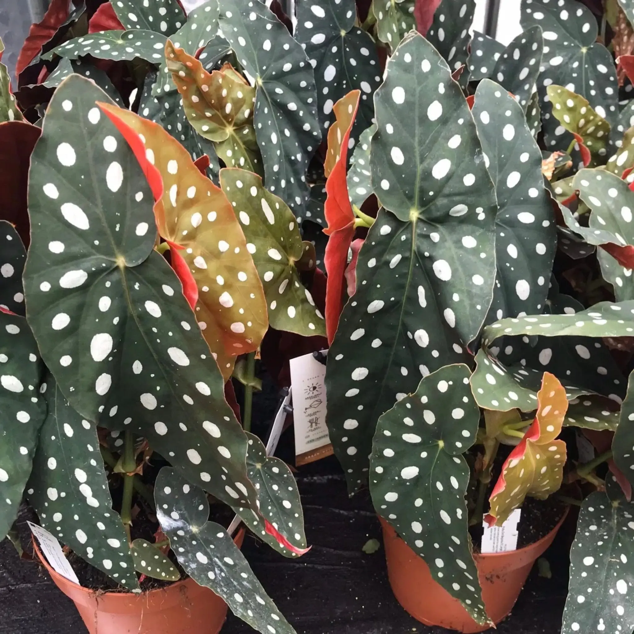 Polka Dot Begonia (Begonia maculata)